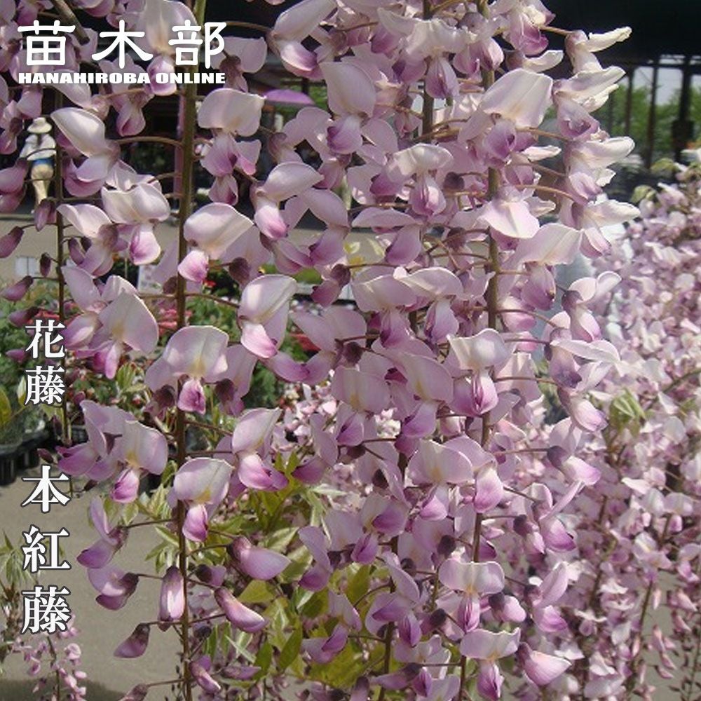 花藤 ノダフジ 八重黒龍 苗 販売 苗木部 By 花ひろばオンライン