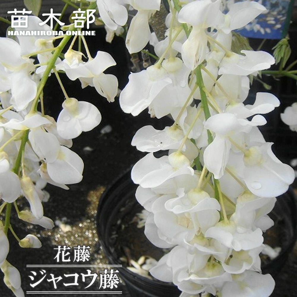 花藤 ノダフジ 八重黒龍 苗 販売 苗木部 By 花ひろばオンライン
