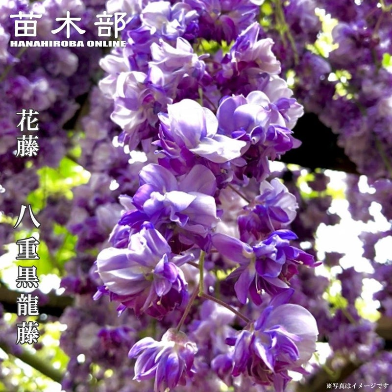 000000003174-01.jpg?size=l&w= 