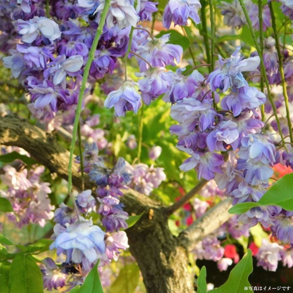 花藤 ノダフジ 八重黒龍 苗 販売 苗木部 By 花ひろばオンライン