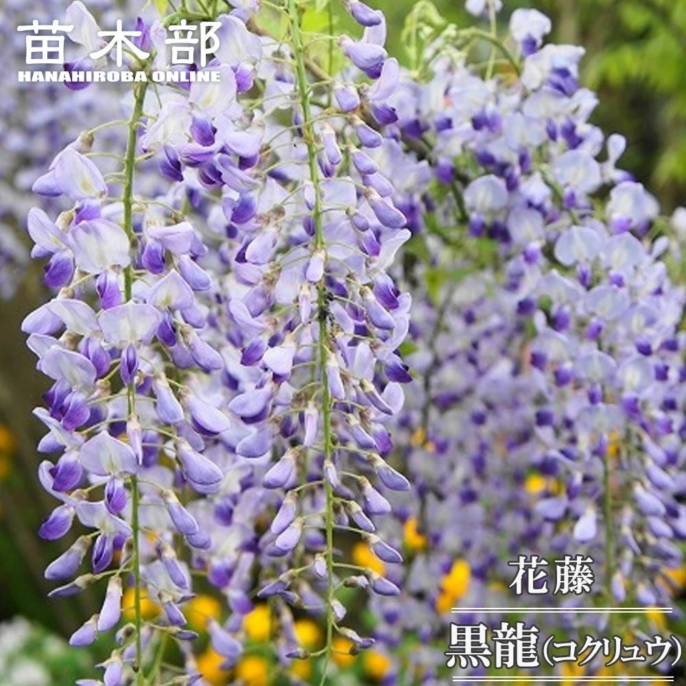 000000003175-01.jpg?size=l&w=