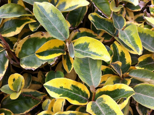 000000003185-01.jpg?size=m&w=