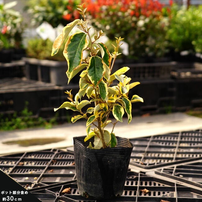 斑入りグミ ギルトエッジ 苗 販売 苗木部 By 花ひろばオンライン