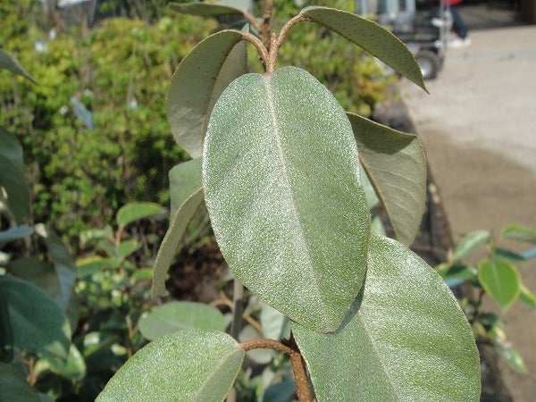 斑入りグミ ギルトエッジ 苗 販売 苗木部 By 花ひろばオンライン