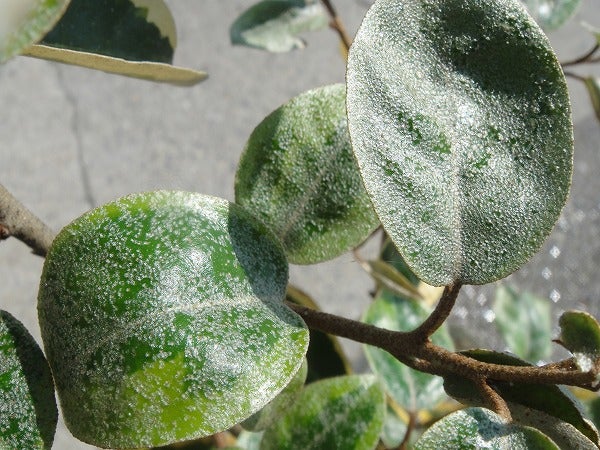 斑入りグミ ギルトエッジ 苗 販売 苗木部 By 花ひろばオンライン