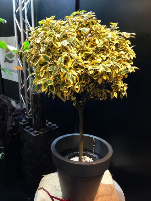 斑入りグミ ギルトエッジ 苗 販売 苗木部 By 花ひろばオンライン