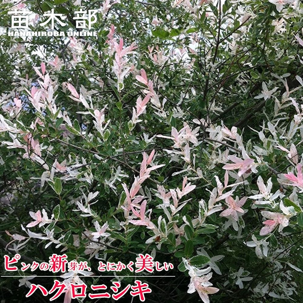 サルスベリ ブラックパールホワイト 苗 販売 苗木部 By 花ひろばオンライン