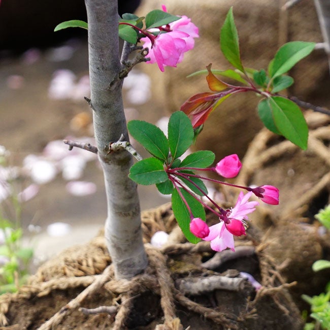 苗木・植木 ハナカイドウ 花海棠 盆栽 根上がり風 大苗7号 趣きのある