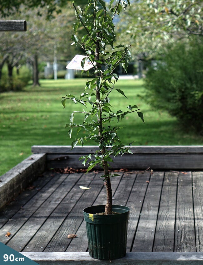 ウメ 鹿児島紅梅 花梅 緋梅系 苗 通販 苗木部 By 花ひろばオンライン