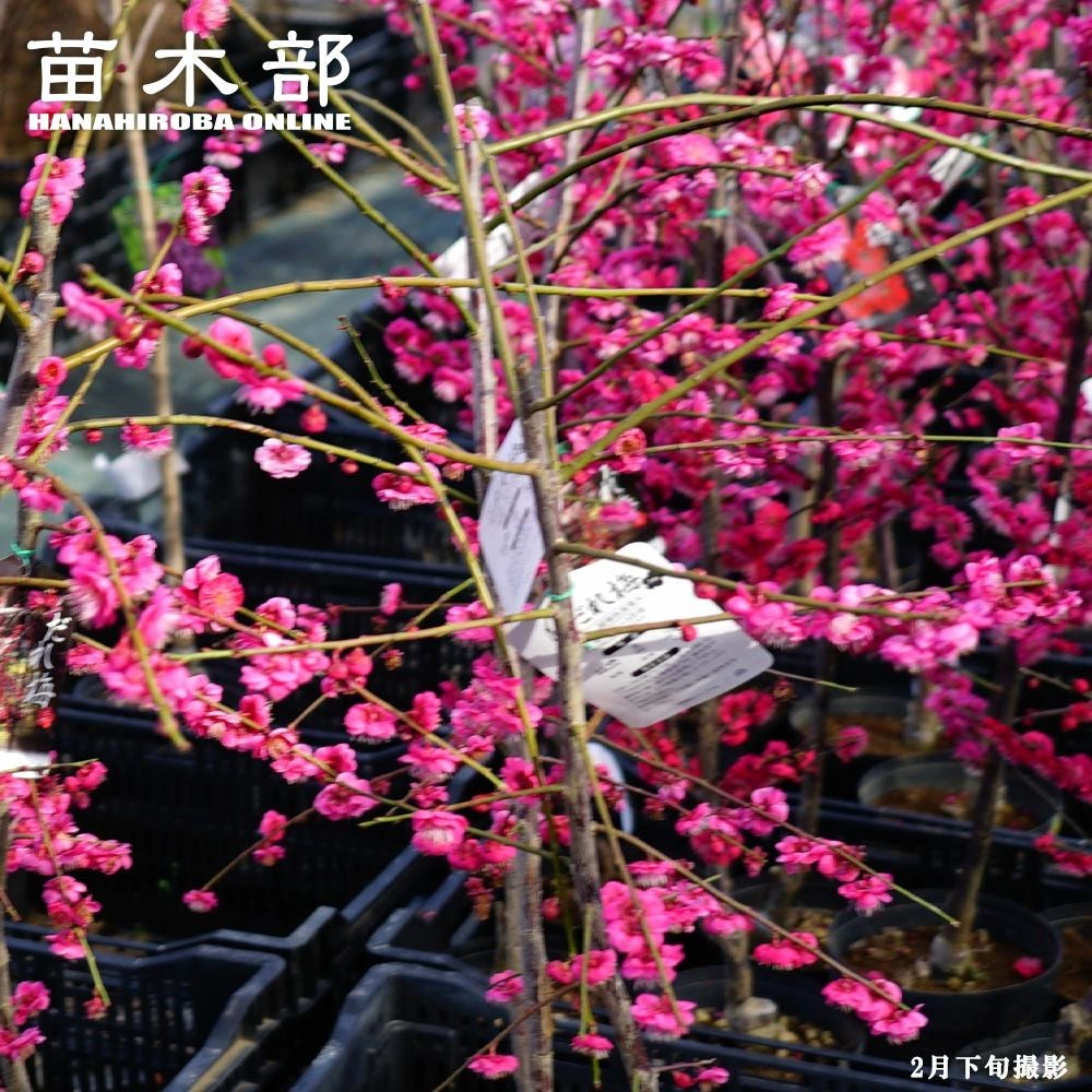 000000003239-01.jpg?size=l&w=