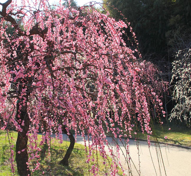 000000003239-02.jpg?size=l&w=