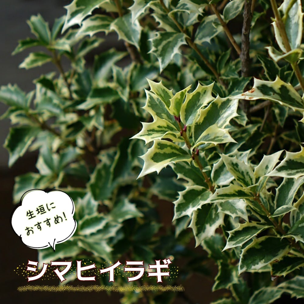 ヒイラギ様★専用商品★ 000000003249-01.jpg?size=l&w=