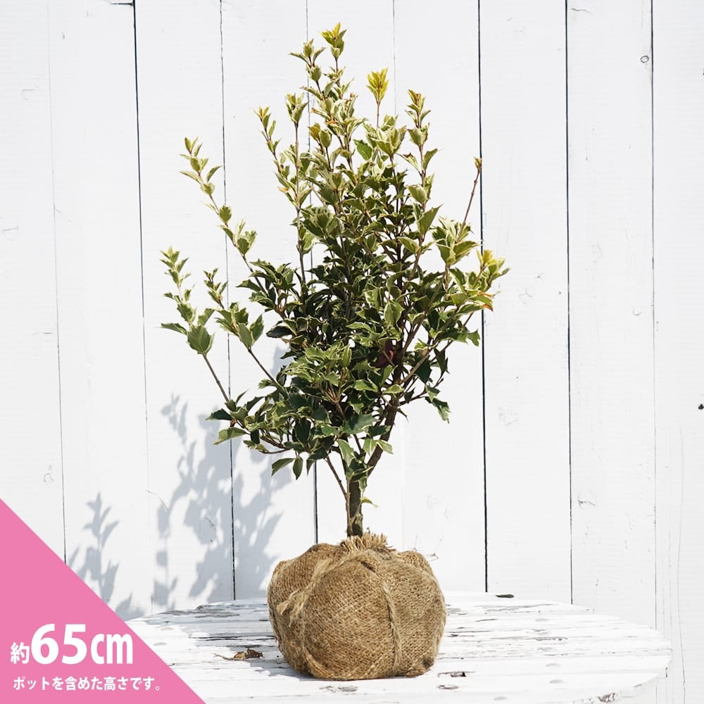 000000003249-03.jpg?size=l&w=