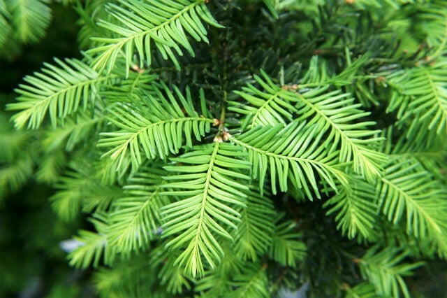 イチイの雌株（希少な赤実）B 000000003259-06.jpg?size=l&w=
