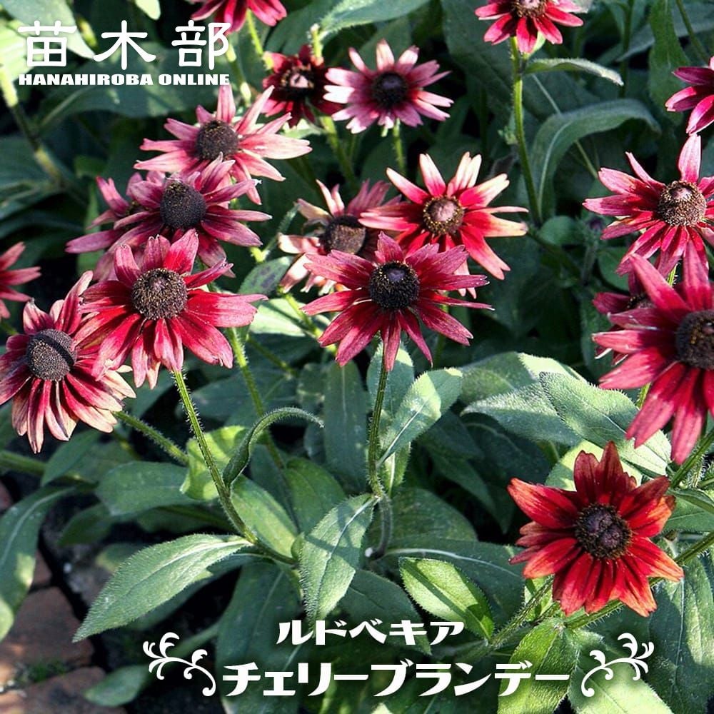 000000103282-01.jpg?size=l&w=