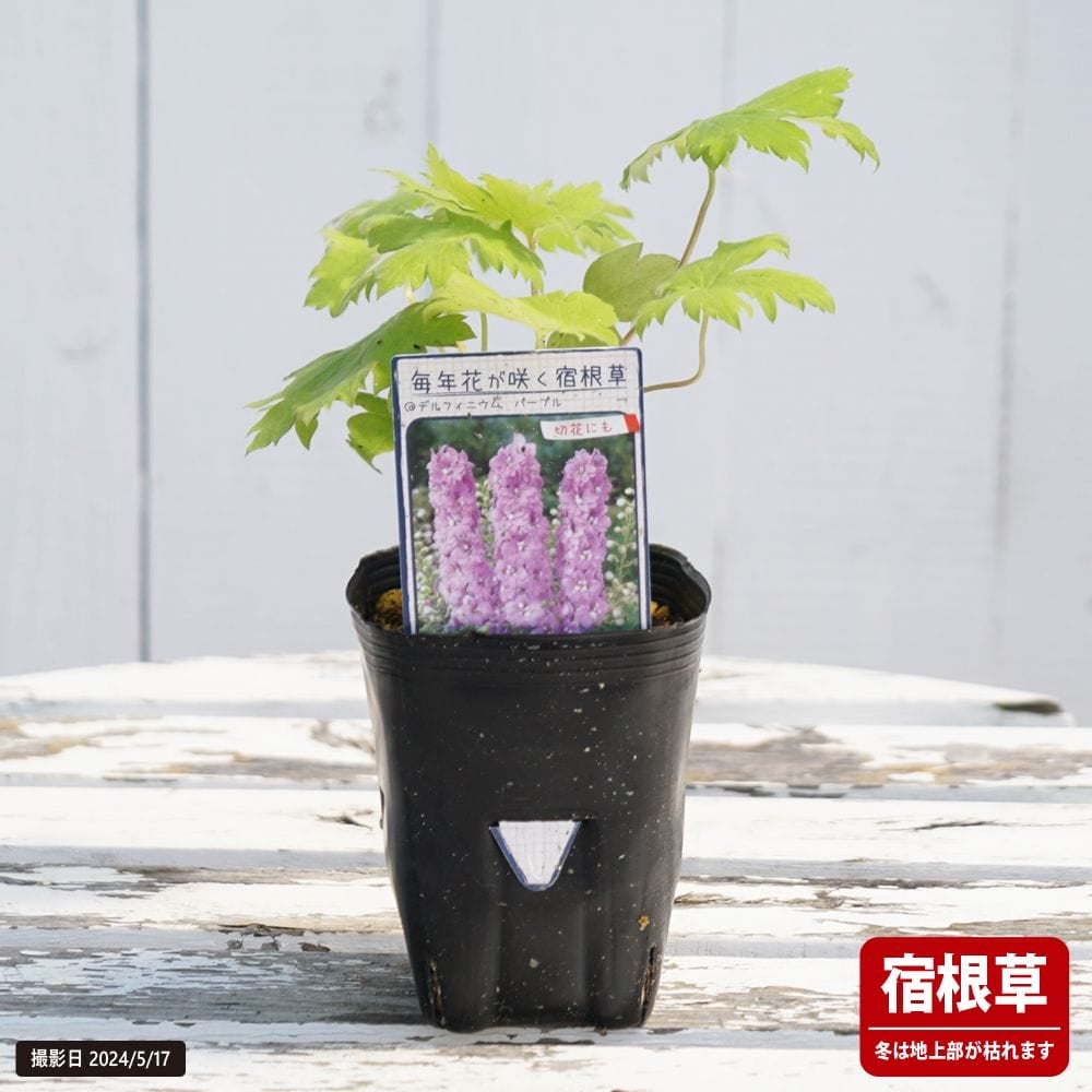 デルフィニウム | 苗木部 本店 By 花ひろばオンライン