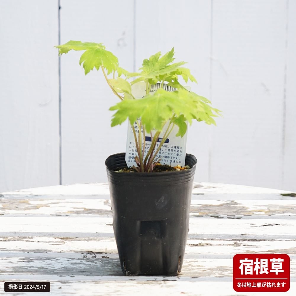 000000103292-02.jpg?size=l&w=