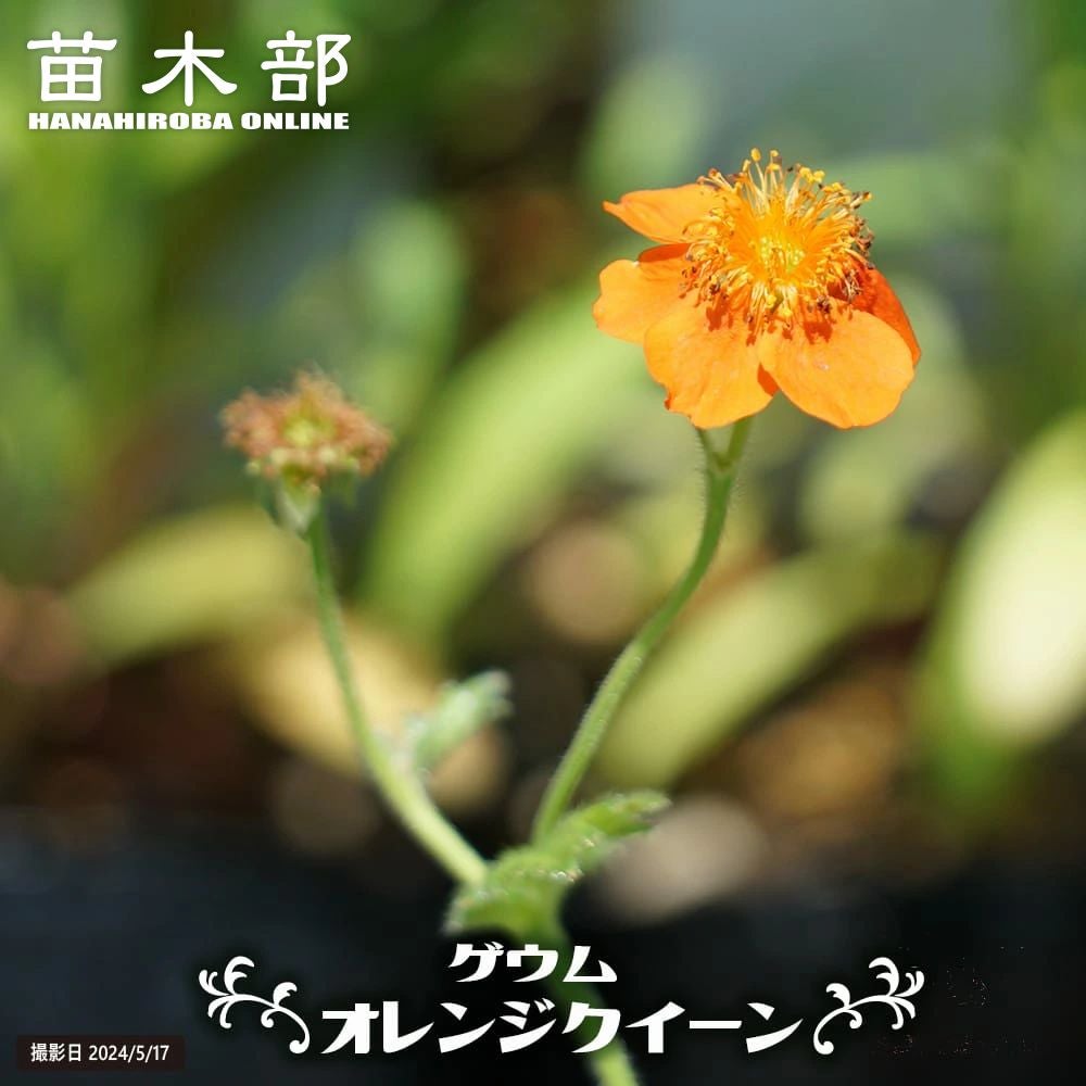 初夏咲く｜宿根草・ひざ草丈｜苗木部 本店｜花ひろばオンライン
