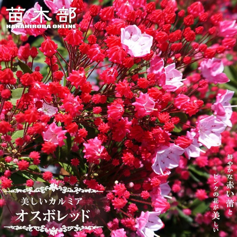 000000003335-01.jpg?size=l&w= 