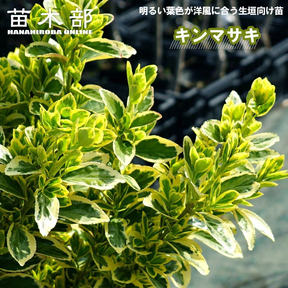 000000003343-01.jpg?size=l&w=