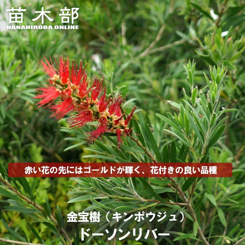 キンンポウジュ ピンクフローレッドフォーム 苗 販売 苗木部 By 花