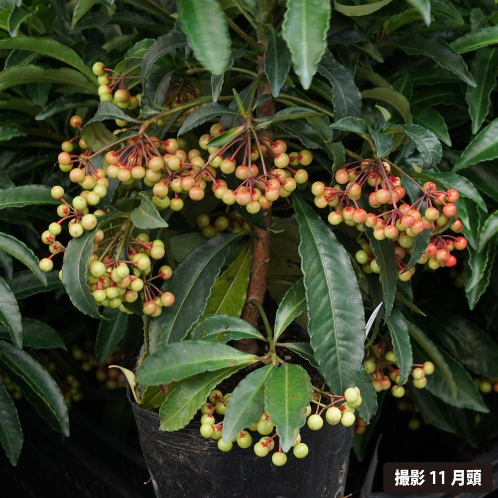 000000003426-03.jpg?size=l&w=