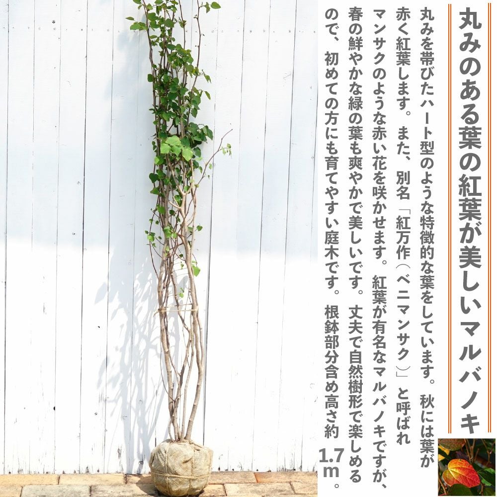 000000003430-03.jpg?size=l&w=