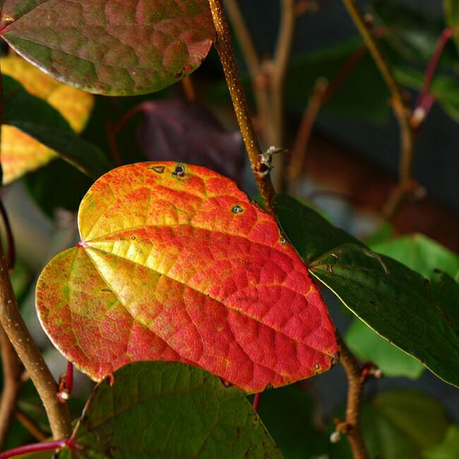 マルバノキ 苗 通販 苗木部 By 花ひろばオンライン