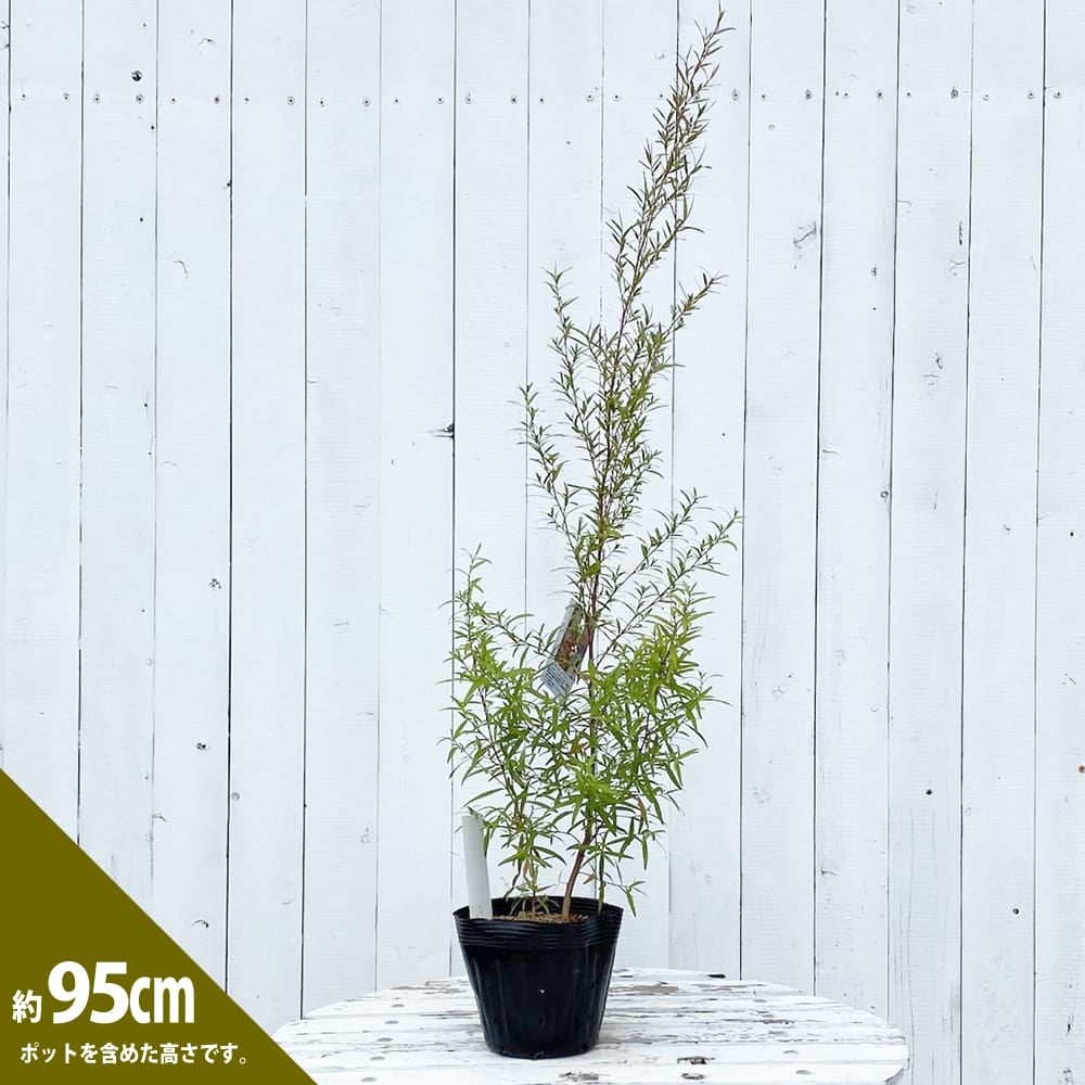 000000003434-02.jpg?size=l&w=