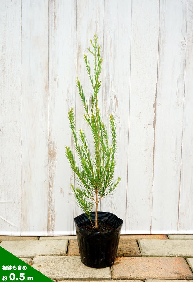 メラレウカ スノーインサマー 苗 販売 苗木部 By 花ひろばオンライン