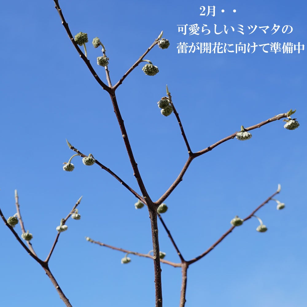 ミツマタ苗、しっかりした根がついた50cm前後　20本　ken９専用 黄花 ミツマタ 苗 販売 苗木部 By 花ひろばオンライン