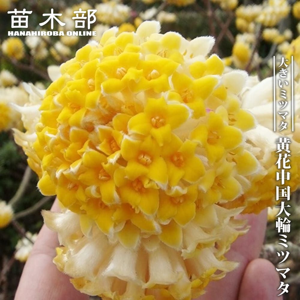 ミツマタ 黄花中国大輪 苗 販売 苗木部 By 花ひろばオンライン