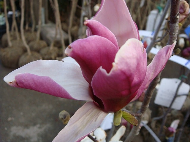 モクレン ニシキモクレン （ 錦木蓮 ） 根巻き苗 庭木 落葉樹 シンボル