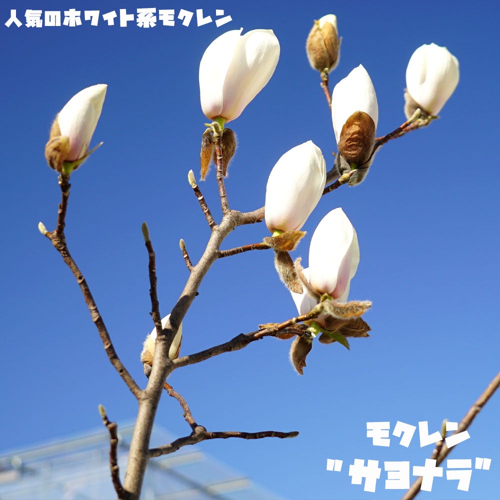 モクレン サヨナラ 根巻き苗 【大型宅配便】 北海道・沖縄・離島不可