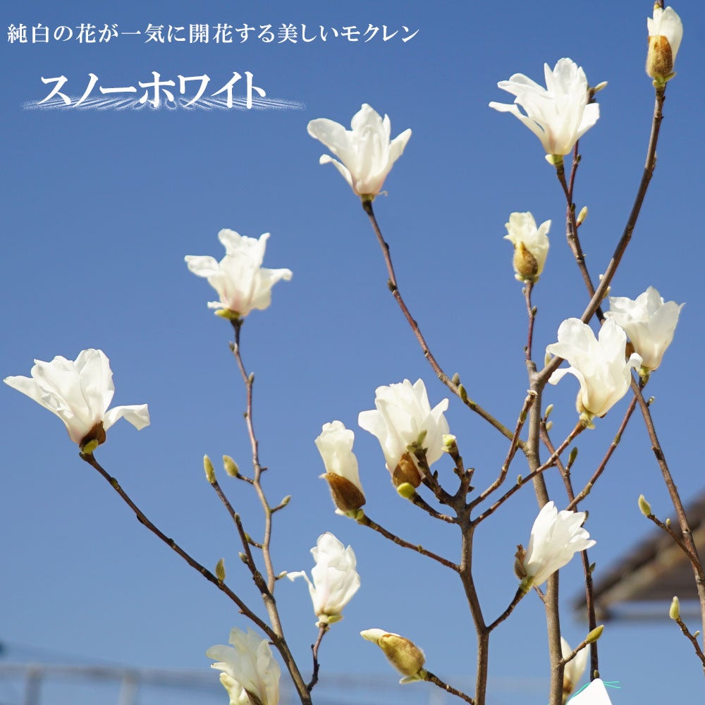 モクレン サヨナラ 根巻き苗 【大型宅配便】 北海道・沖縄・離島不可