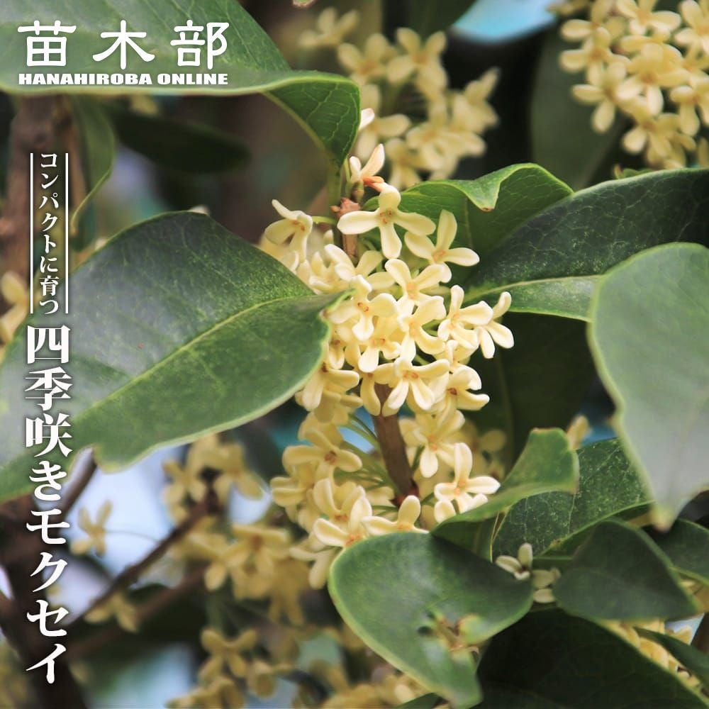 000000003460-01.jpg?size=l&w=