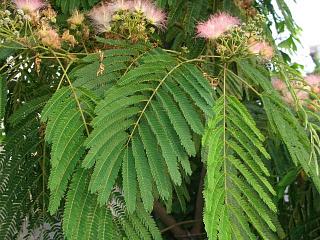 アカシア ポートリンカーンワトル 苗 販売 苗木部 By 花ひろばオンライン