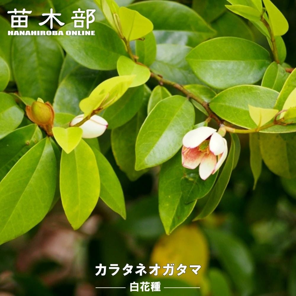 000000003492-01.jpg?size=m&w=