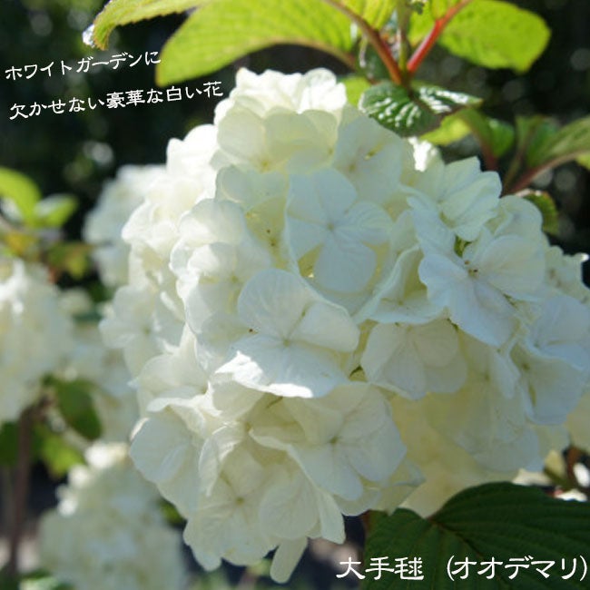 000000003493-01.jpg?size=l&w=
