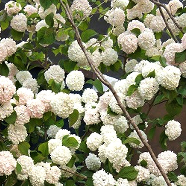 000000003493-02.jpg?size=l&w=