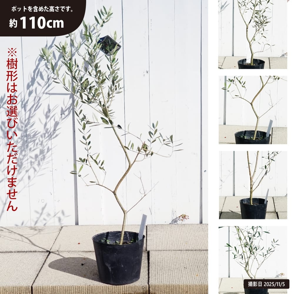 オリーブ アルベキナ 苗 通販 苗木部 By 花ひろばオンライン