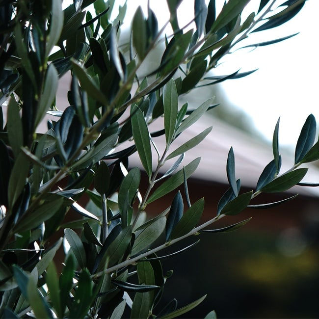 オリーブの木 マンザニロ 3年生 庭木 常緑樹 シンボルツリー オリーブ