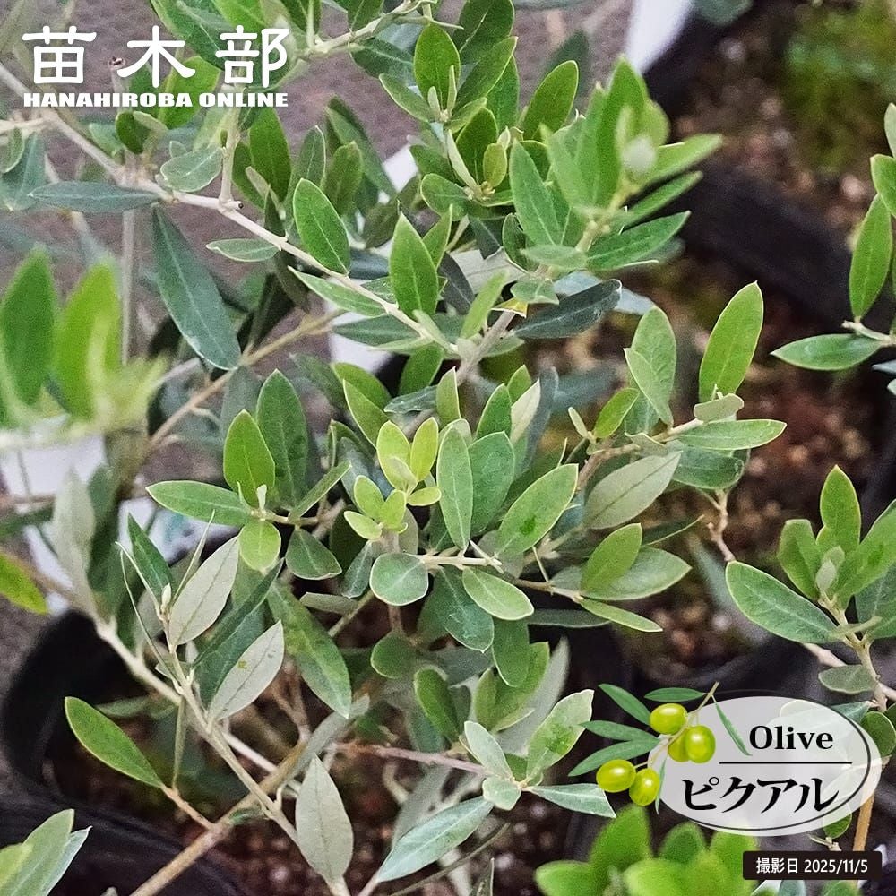 オリーブ カリフォルニアクイーン 苗 販売 苗木部 By 花ひろばオンライン