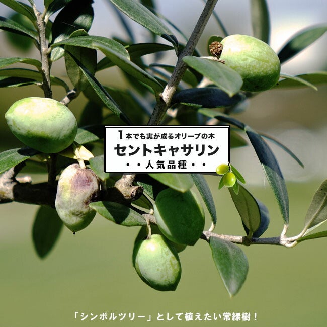 現品、オリーブの大苗※セント・キャサリン 　レア物です単体でも実がなる品種です！ 現品、オリーブの大苗※セント・キャサリン レア物です単体でも実がなる
