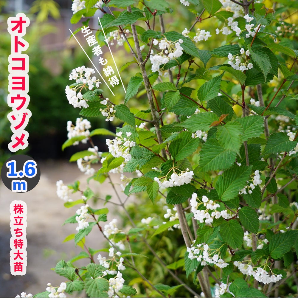オトコヨウゾメ 株立ち特大苗 【大型宅配便】 北海道・沖縄・離島不可