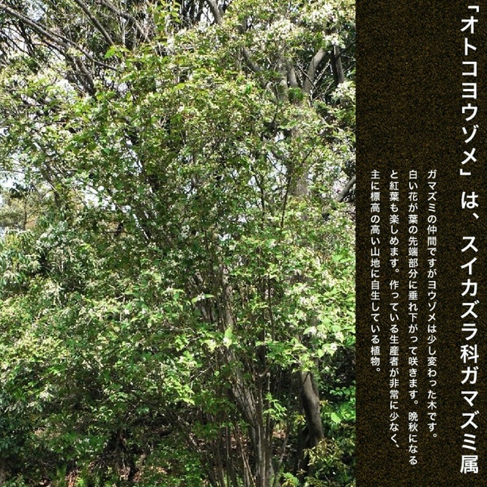 オトコヨウゾメ 株立ち特大苗 【大型宅配便】 北海道・沖縄・離島不可