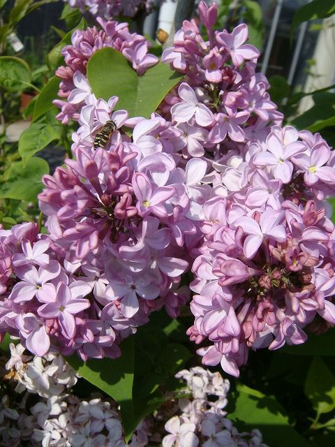 000000003543-02.jpg?size=l&w=