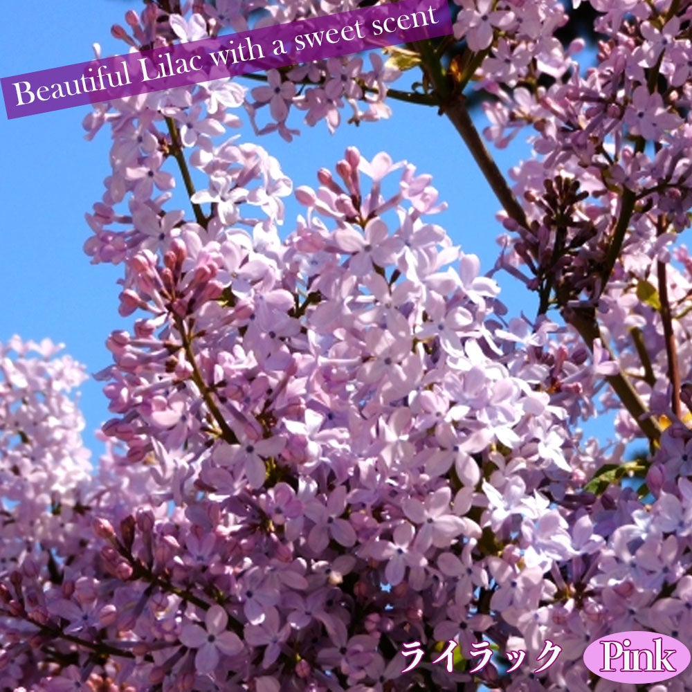 ライラック ピンク 苗 販売 苗木部 By 花ひろばオンライン