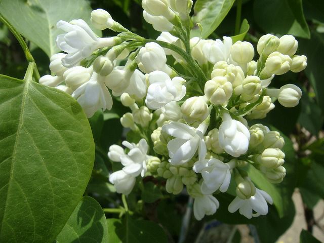 ライラック 苗 白花 品種 プリムローズ ポット苗 庭木 落葉樹 シンボル