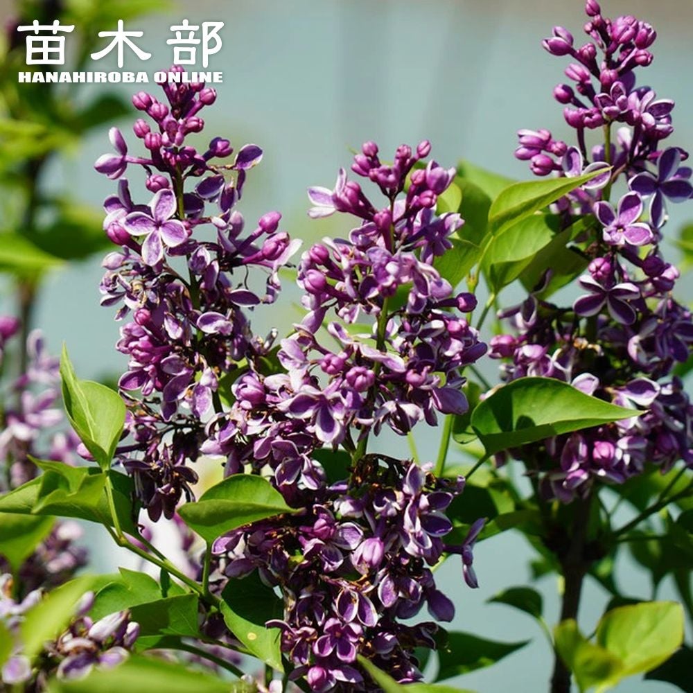 スモークツリー マロンシュシュ 苗 販売 苗木部 By 花ひろばオンライン